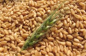лимец прадядото на пшеницата